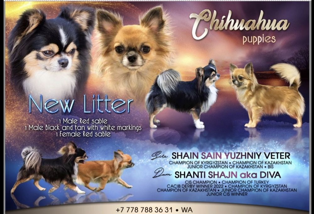 Чихуахуа девочка сука