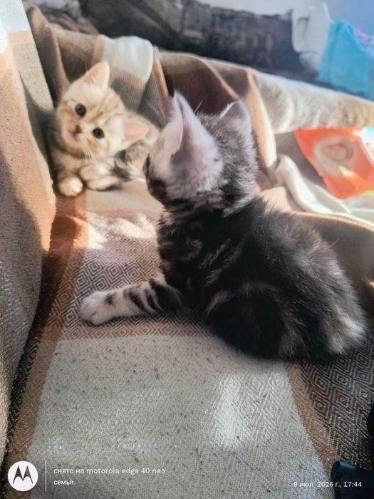 Продам шотландских котят