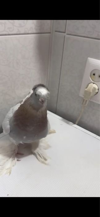 Продам голуби, кептер