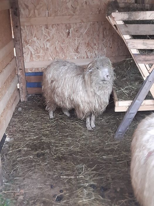 Oi de vânzare tinere