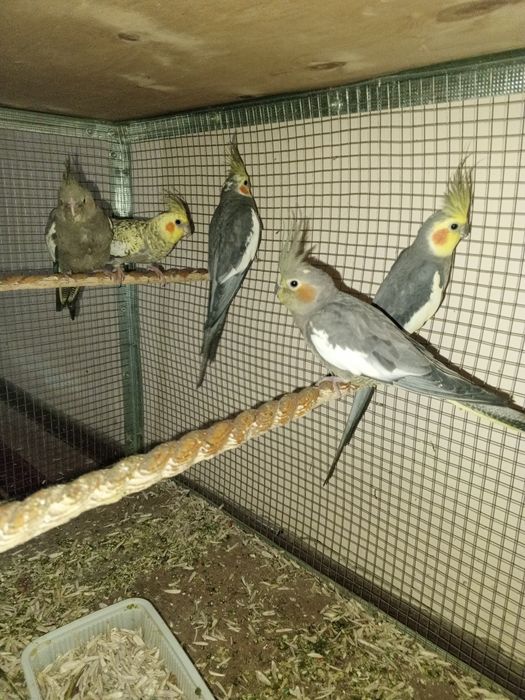 Карелла таййор пара