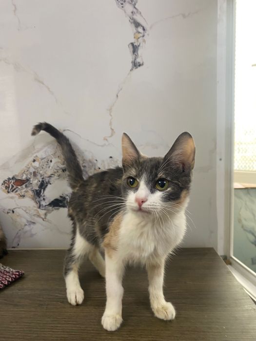 Кошечка в добрые руки