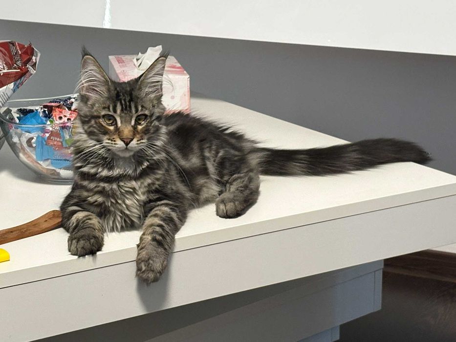 Pisica Maine Coon cu Pedigree si drep de reproducere