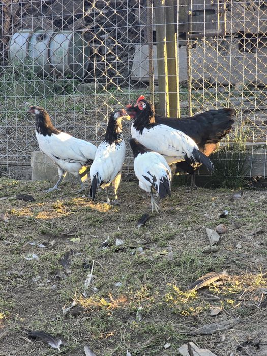 cocosi Australorp,Levenker si bibilici