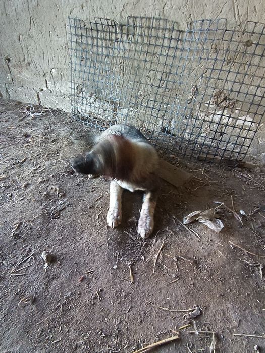 Қазақы күшіктер бар