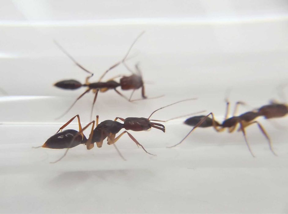 Муравьи капканчики Odontomachus rixosus