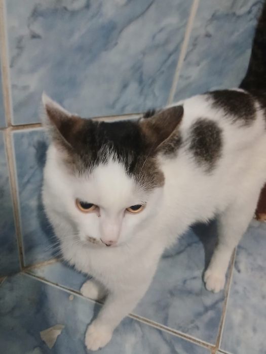 Кошка среднего роста с едой исла током