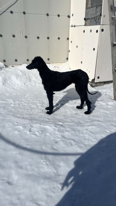 Продам тазы 1 возрость