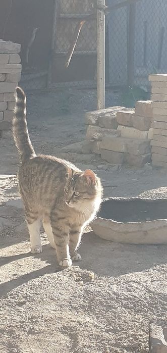 отдам кота в добрые руки
