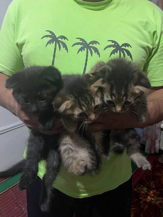 Скоттиш фолд шотландский ва Скоттиш хайланд фолдчала