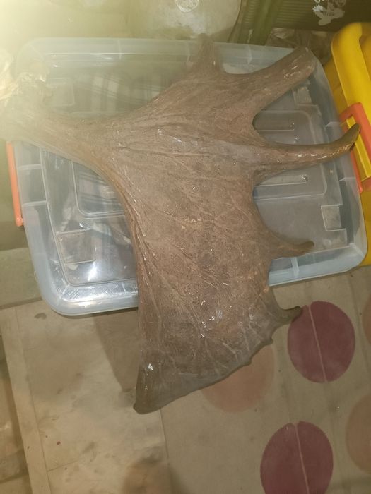 Рог лося. Для декора.