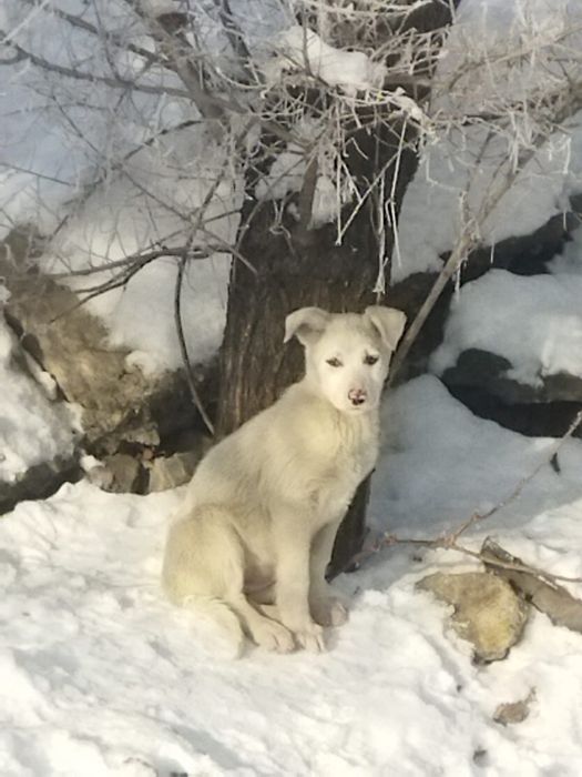 Отдам  щенков в хорошие и добрые руки