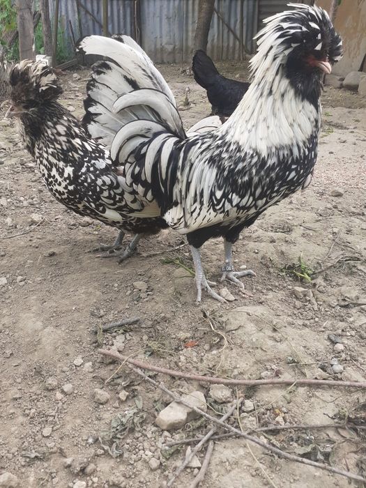 Vând per.de găinușe