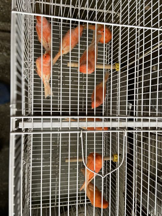 Canari rosi 2025 inelati cu inel inchis