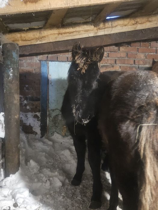 Жабагы сатылымда