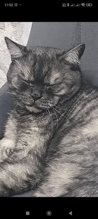 Срочно отдам кота