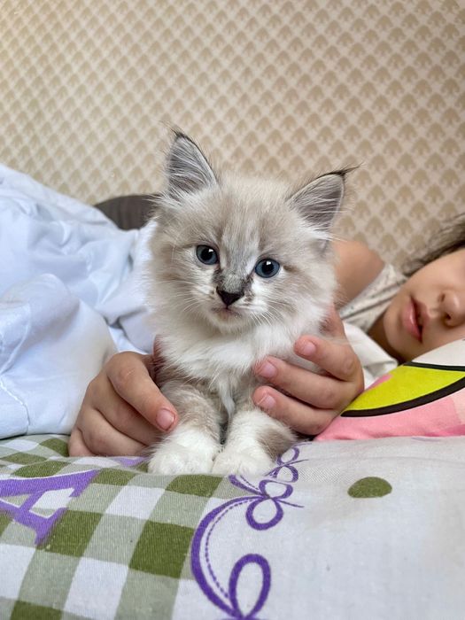 Отдам котенка девочка