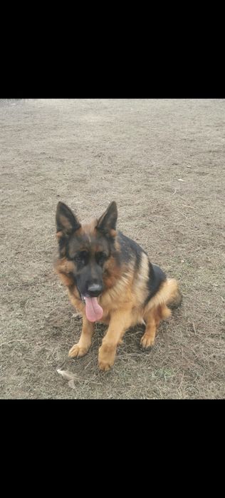 Pui ciobănesc german