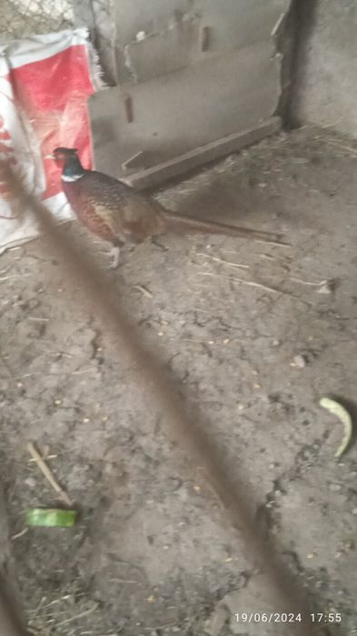 Fazan xoʻrozi sotiladi