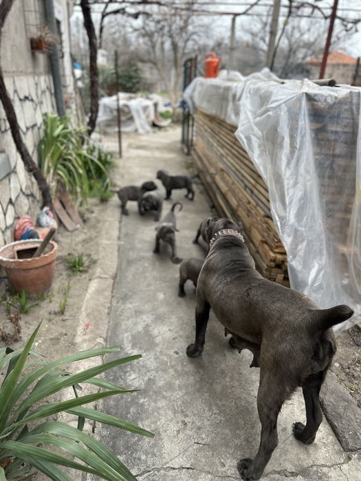 Продавам Кане Корсо на два месеца с ваксини и паспорти