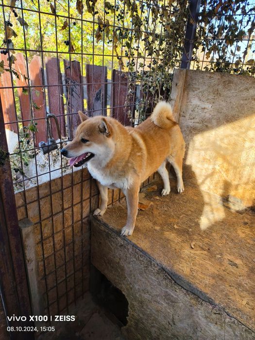 Продам сиба - ину.