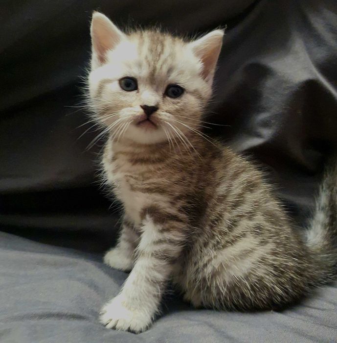 Прямоухие британские котята