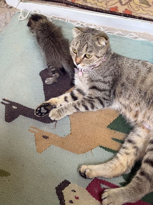 Шодланские котята