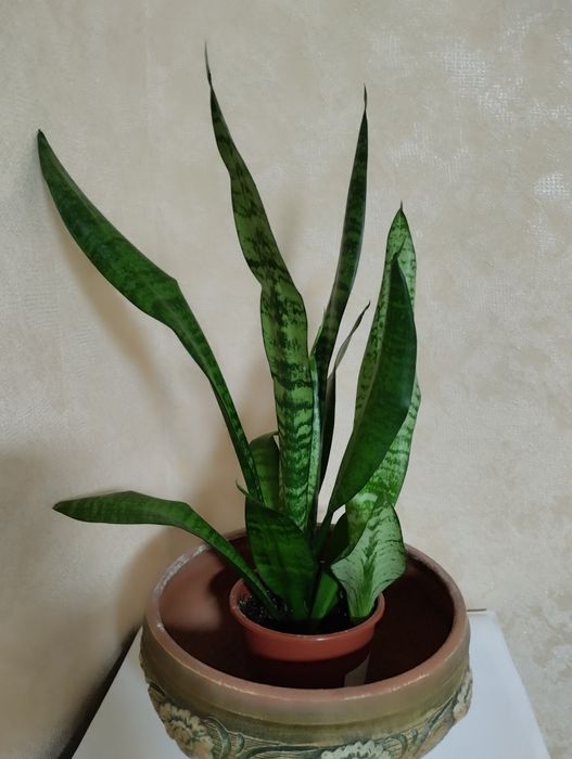 Цветы разные, комнатные цветы