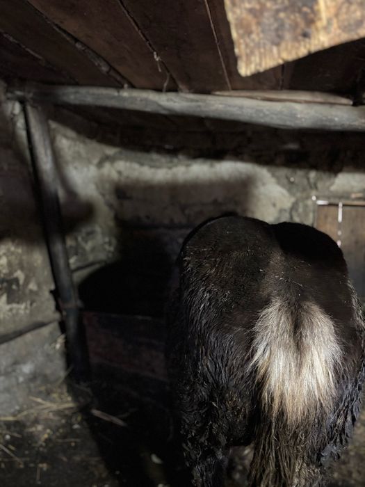 Mânz de vânzare de 7 luni