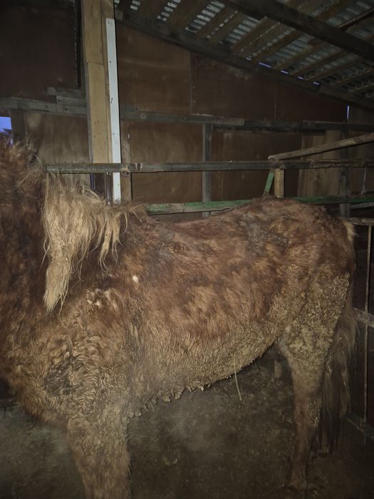 Тайлар с откорма по 550000