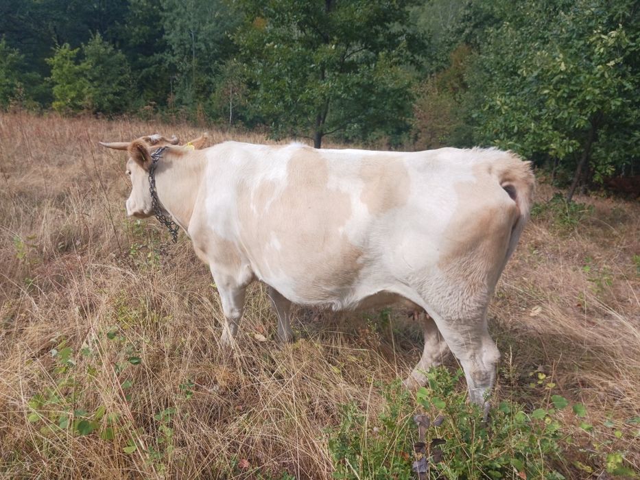 Vând vacă tânără de trei ani,gestantă