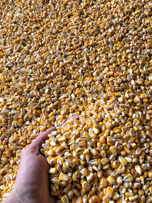 Cereale direct producator