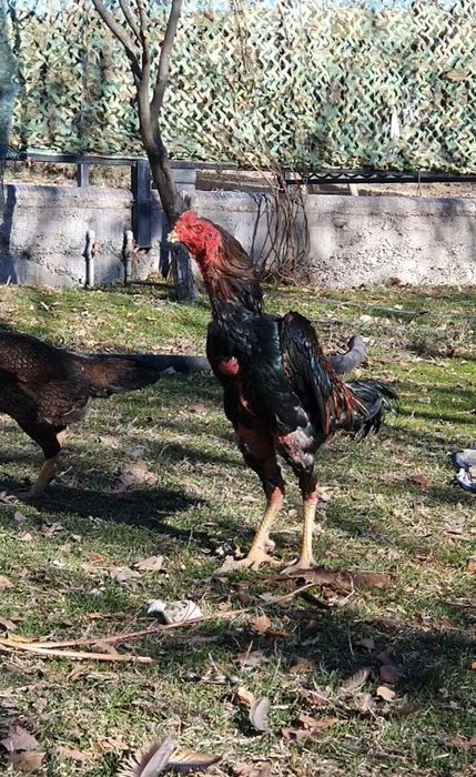 Дакан қораз тауықтарымен