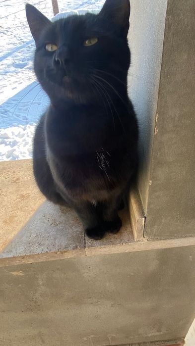 Ofer spre adopție pisici