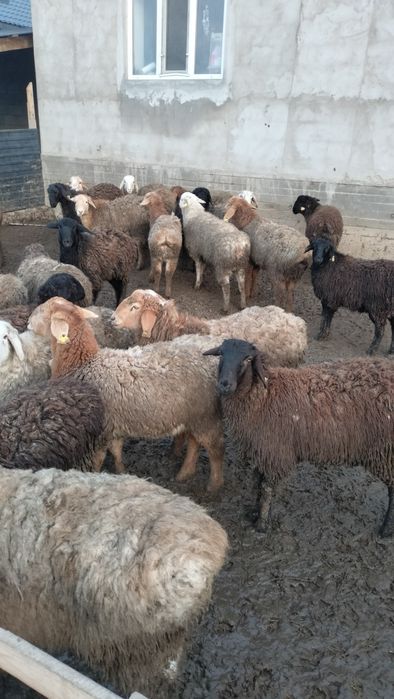 Продам Тоқтылар семіз бордақыда