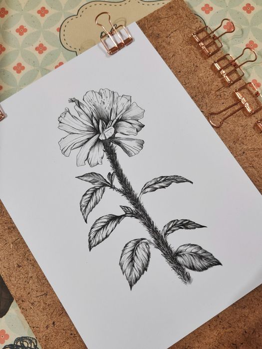 Малки графики на различни видове цветя, рисунки