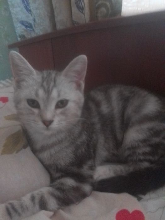 Пропала кошка срочно !!