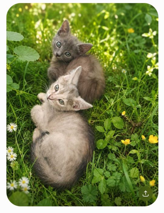 Ofer spre adoptie doua pisicut adorabile de doya luni jumate.
