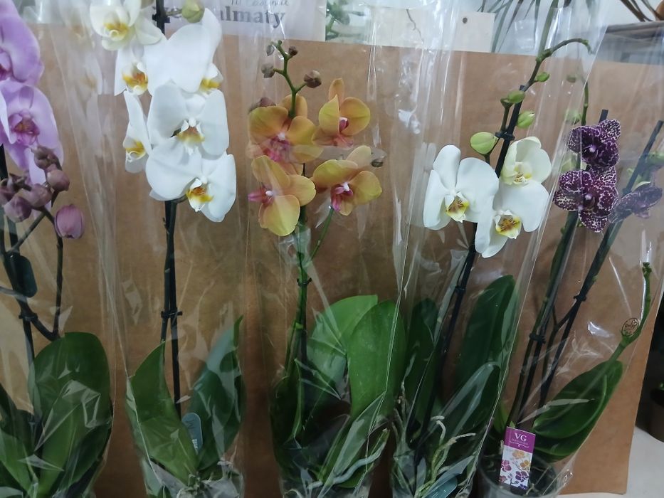 Орхидеи из Голландии