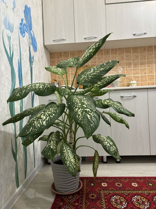 Бөлме гүлдері сатылады