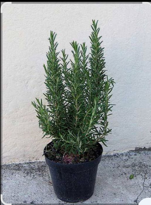 Акция на рулонный газон  до 15 октября.