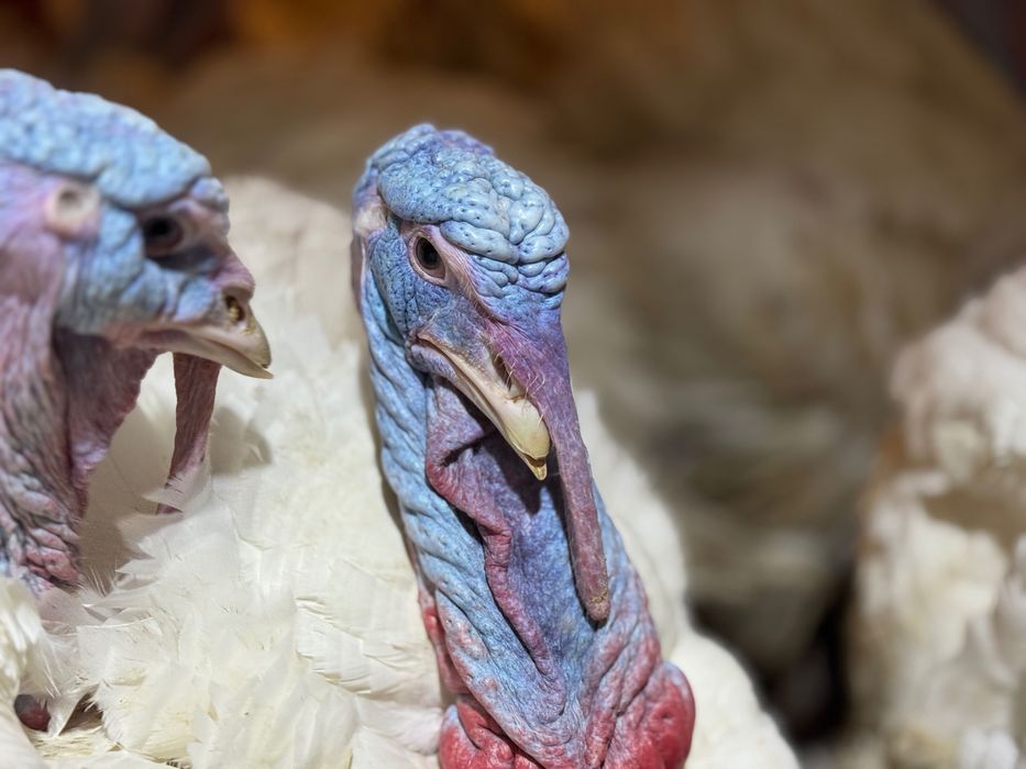 DIRECT DIN HALA! Pui de curca, 2,8-3 kg rasa grea (ating 30 kg)