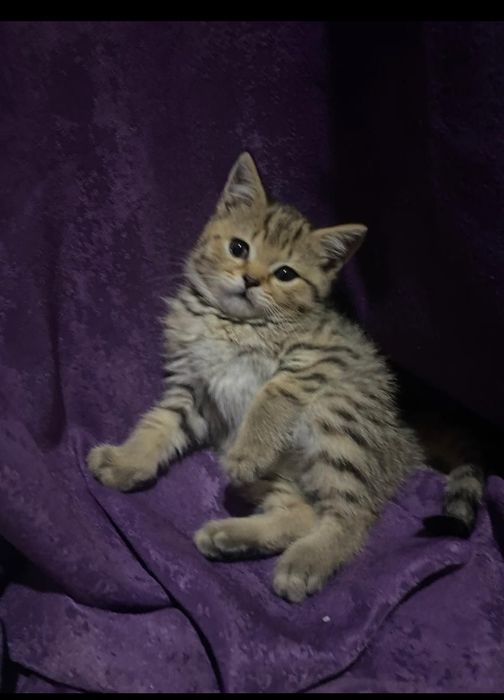 Продам пародистых котят
