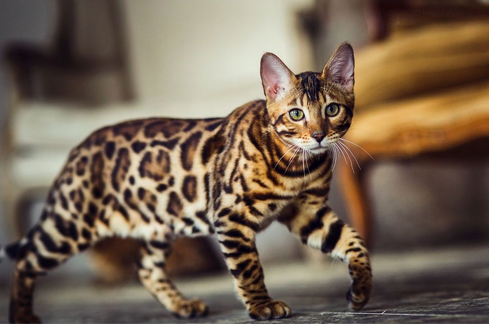 Bengal/бенгал/вязка/mushuk qoshish xizmati/бенгал/кот/