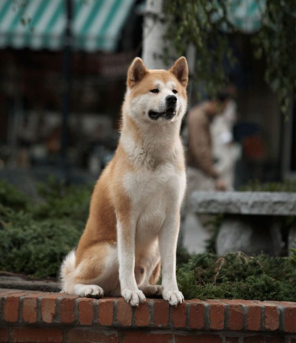 Акита ину продаю собаку