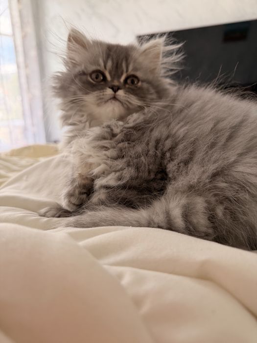 Персийско коте мъжко