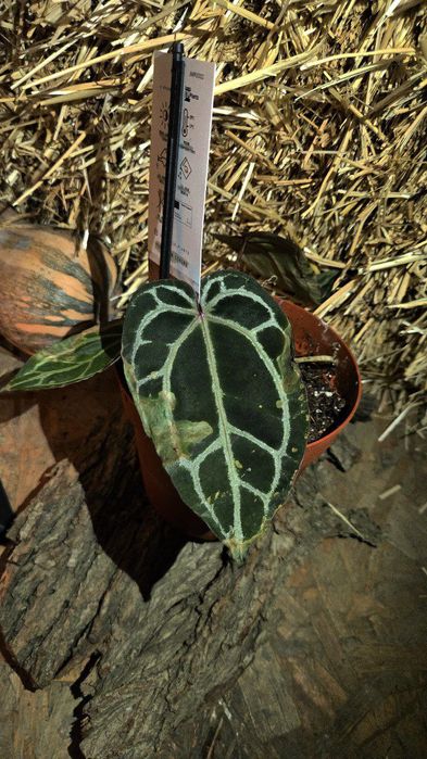 Антуриум Ред кристалинум nse tesuls