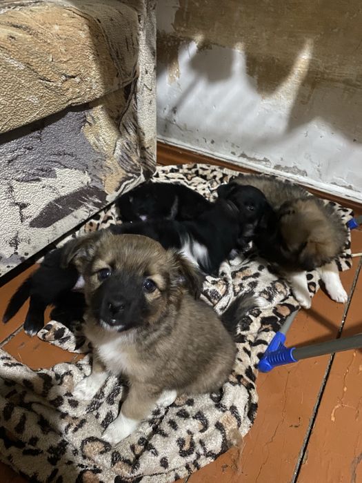 Отдам щенят срочно