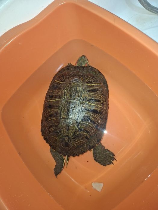 Продаётся красноухая черепаха