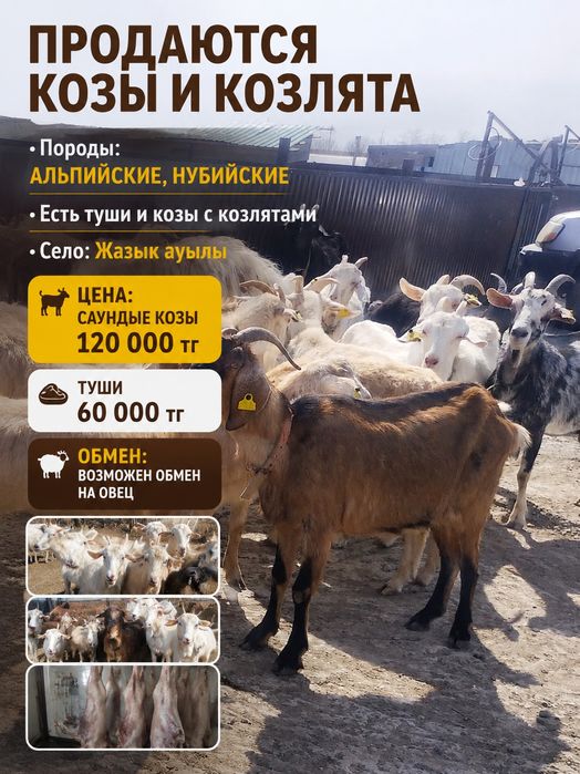 Сауынды ешкілер сатылады